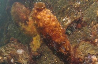 Clubbed tunicate